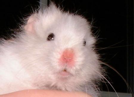 petit hamster...
